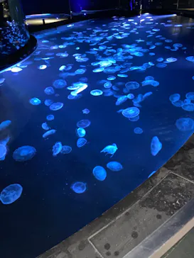 すみだ水族館に投稿された画像（2023/2/28）