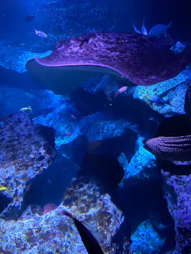 すみだ水族館に投稿された画像（2023/2/28）