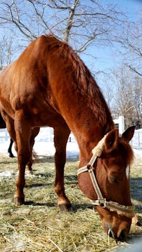 ノーザンホースパークに投稿された画像（2023/2/28）