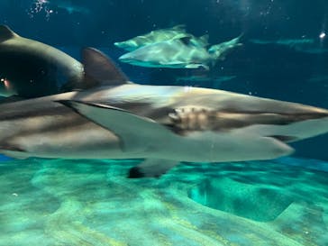 アクアワールド茨城県大洗水族館に投稿された画像（2023/2/28）