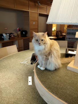 猫カフェモカ　新宿店に投稿された画像（2023/3/1）