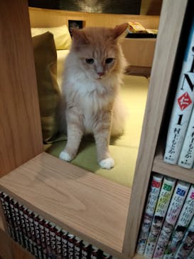 猫カフェモカ　新宿店に投稿された画像（2023/3/1）