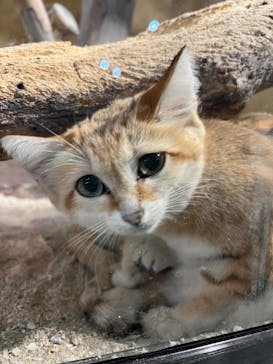 ネオパークオキナワに投稿された画像（2023/3/1）