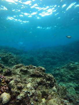 沖縄マリンサービス碧に投稿された画像（2023/3/1）