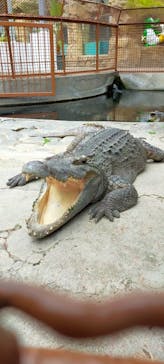 熱川バナナワニ園に投稿された画像（2023/3/1）