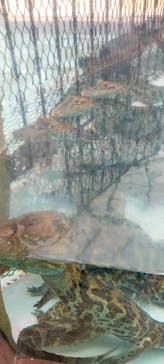 熱川バナナワニ園に投稿された画像（2023/3/1）