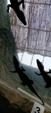 熱川バナナワニ園に投稿された画像（2023/3/1）