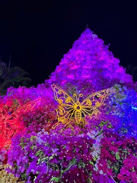 美らヤシパークオキナワ・東南植物楽園に投稿された画像（2023/3/1）