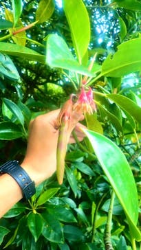 石垣島 ADVENTURE PiPi（イシガキジマアドベンチャーピピ）に投稿された画像（2023/3/1）