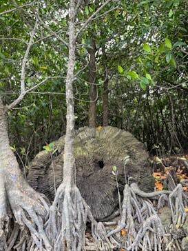 石垣島 ADVENTURE PiPi（イシガキジマアドベンチャーピピ）に投稿された画像（2023/3/1）