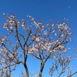 偕楽園本園に投稿された画像（2023/3/1）