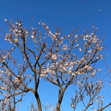 偕楽園本園に投稿された画像（2023/3/1）