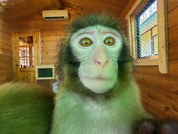 おさるランド＆アニタウン　日光さる軍団劇場に投稿された画像（2023/3/1）