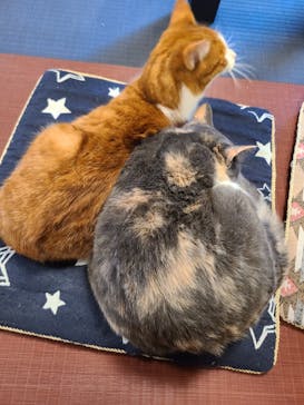 おさるランド＆アニタウン　日光さる軍団劇場に投稿された画像（2023/3/1）