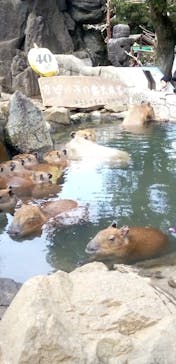 伊豆シャボテン動物公園に投稿された画像（2023/3/2）