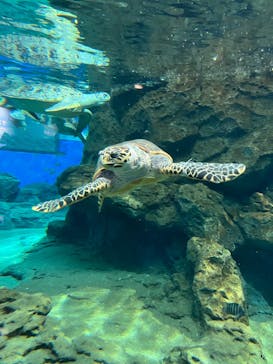 名古屋港水族館に投稿された画像（2023/3/2）