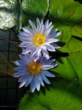 熱川バナナワニ園に投稿された画像（2023/3/2）