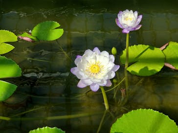 熱川バナナワニ園に投稿された画像（2023/3/2）