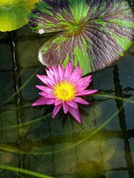 熱川バナナワニ園に投稿された画像（2023/3/2）