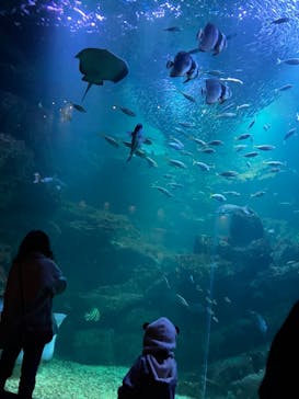 京都水族館×ニデック京都タワーに投稿された画像（2023/3/2）