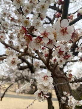 偕楽園本園に投稿された画像（2023/3/2）