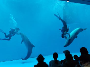 上越市立水族博物館 うみがたりに投稿された画像（2023/3/2）