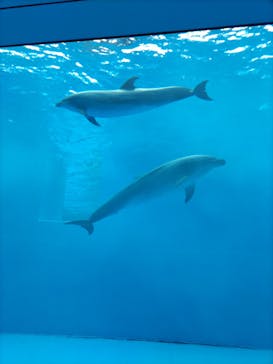 上越市立水族博物館 うみがたりに投稿された画像（2023/3/2）