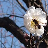 偕楽園本園に投稿された画像（2023/3/2）