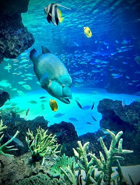 サンシャイン水族館に投稿された画像（2023/3/2）