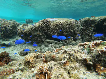 武藤潜水に投稿された画像（2023/3/3）