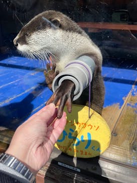 ゼロ距離水族館 伊勢シーパラダイスに投稿された画像（2023/3/3）