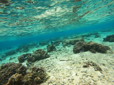 沖縄マリンサービス碧に投稿された画像（2023/3/3）