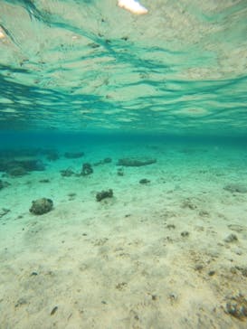 沖縄マリンサービス碧に投稿された画像（2023/3/3）