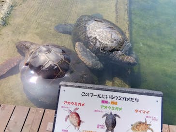 串本海中公園水族館に投稿された画像（2023/3/3）