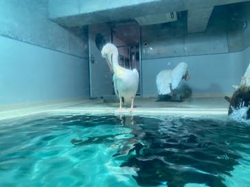 大分マリーンパレス水族館 「うみたまご」に投稿された画像（2023/3/3）