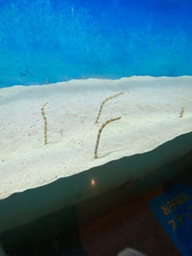 大分マリーンパレス水族館 「うみたまご」に投稿された画像（2023/3/3）