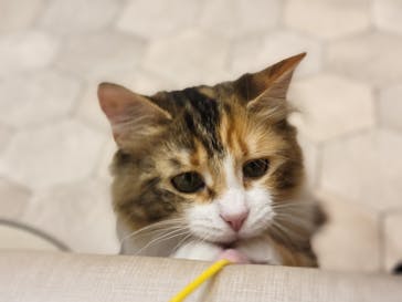 猫カフェモカ　イオンモール東久留米店に投稿された画像（2023/3/3）