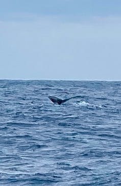 Sea World（シーワールド）に投稿された画像（2023/3/3）