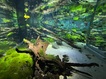 カワスイ 川崎⽔族館に投稿された画像（2023/3/3）