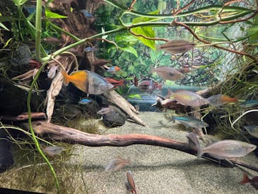 カワスイ 川崎⽔族館に投稿された画像（2023/3/3）