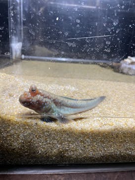 カワスイ 川崎⽔族館に投稿された画像（2023/3/3）