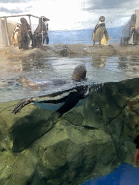 新江ノ島水族館に投稿された画像（2023/3/3）