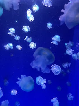 新江ノ島水族館に投稿された画像（2023/3/3）