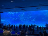 沖縄美ら海水族館に投稿された画像（2023/3/4）