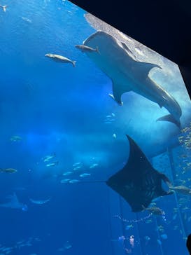 沖縄美ら海水族館に投稿された画像（2023/3/4）