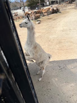 那須サファリパークに投稿された画像（2023/3/4）