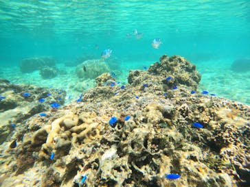 沖縄マリンサービス碧に投稿された画像（2023/3/4）