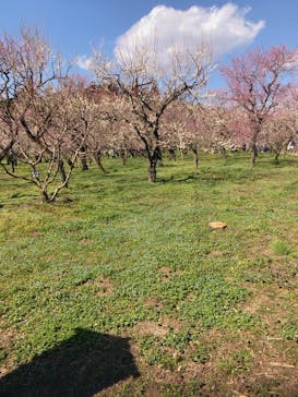 偕楽園本園に投稿された画像（2023/3/4）