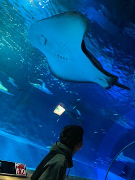 島根県立 しまね海洋館に投稿された画像（2023/3/4）