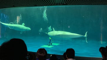 島根県立 しまね海洋館に投稿された画像（2023/3/4）